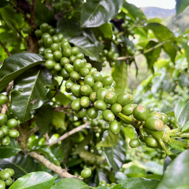 Don Ivan Copey – Filter – Bild 4