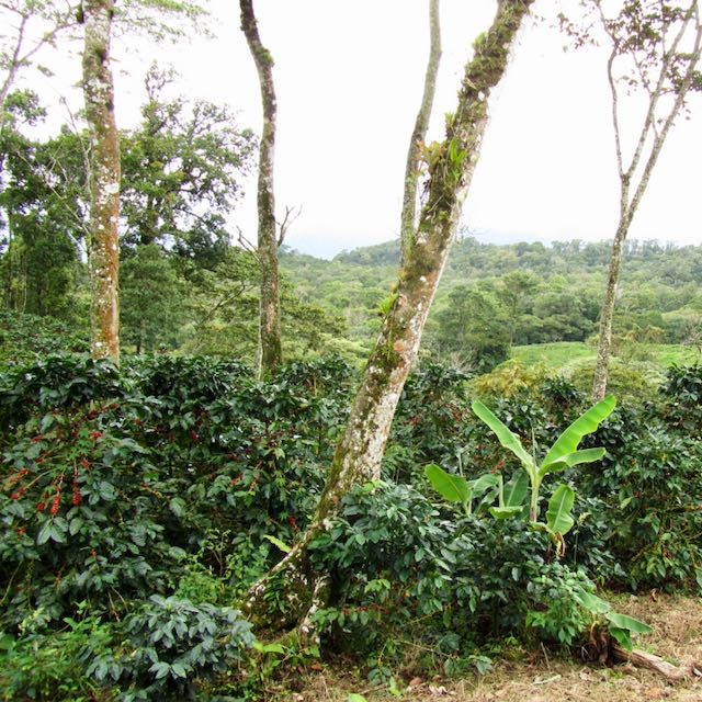 Finca Idealista Pacas – Espresso – Bild 3