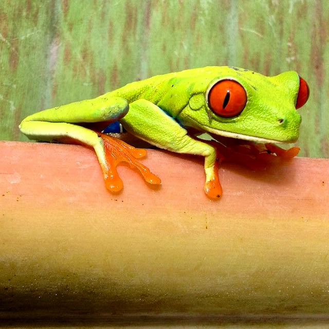 Finca Idealista Pacas – Espresso – Bild 5