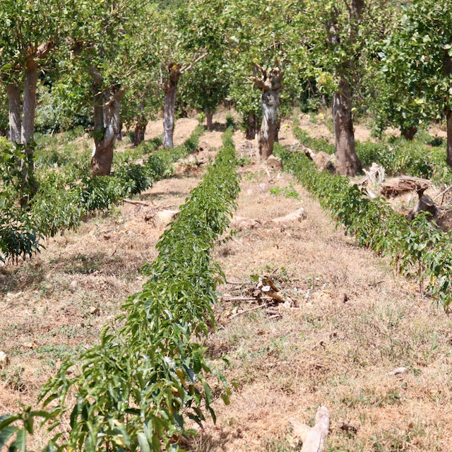 Las Lajas Caturra honey – Filter – Bild 3